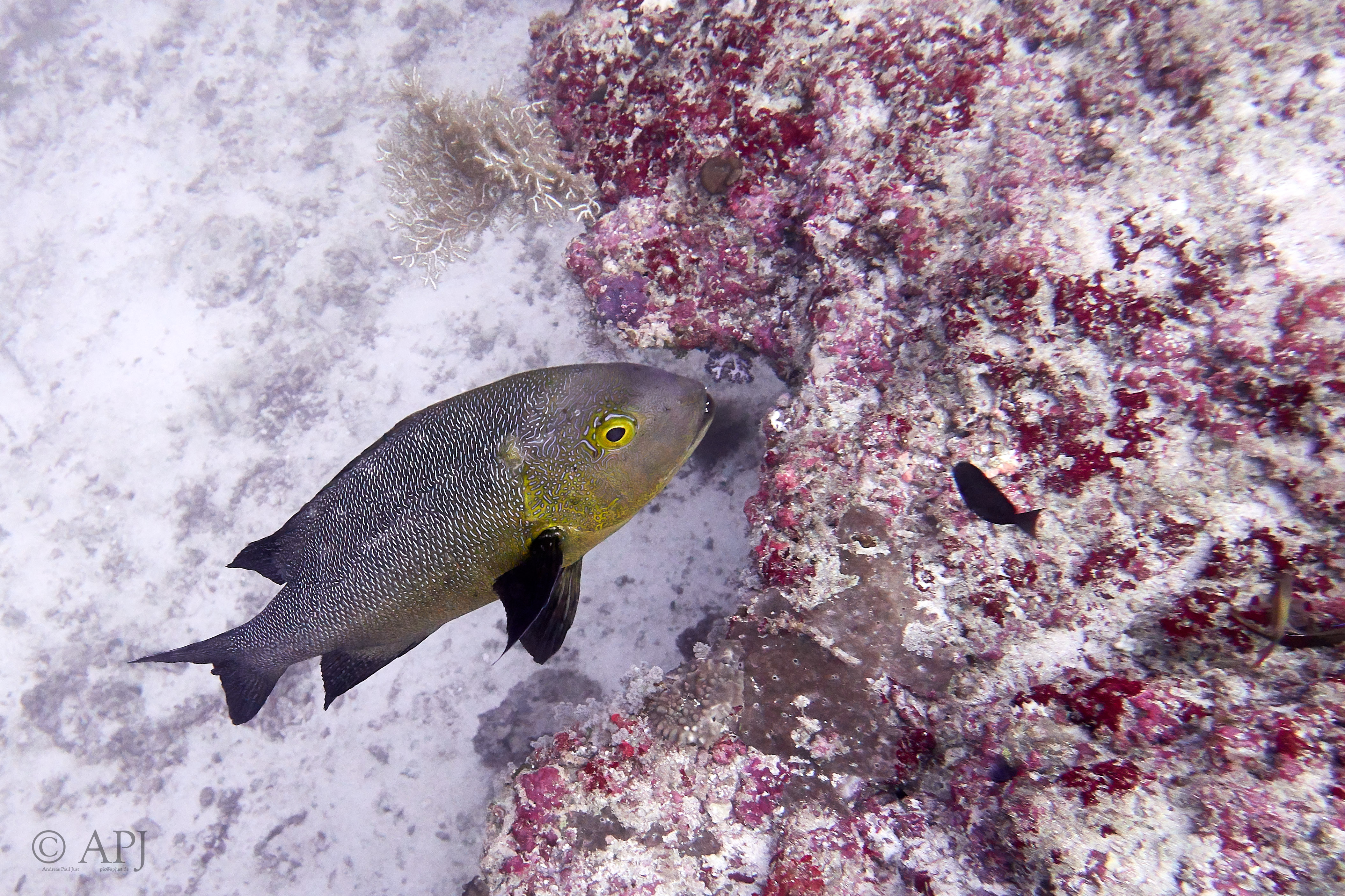 001999 16 08 17  Canon PowerShot G7 X Mark II   Malediven2017